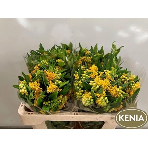 Asclepias Tuberosa Hello Yellow