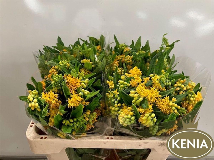 <h4>Asclepias tuberosa Hello Yellow</h4>