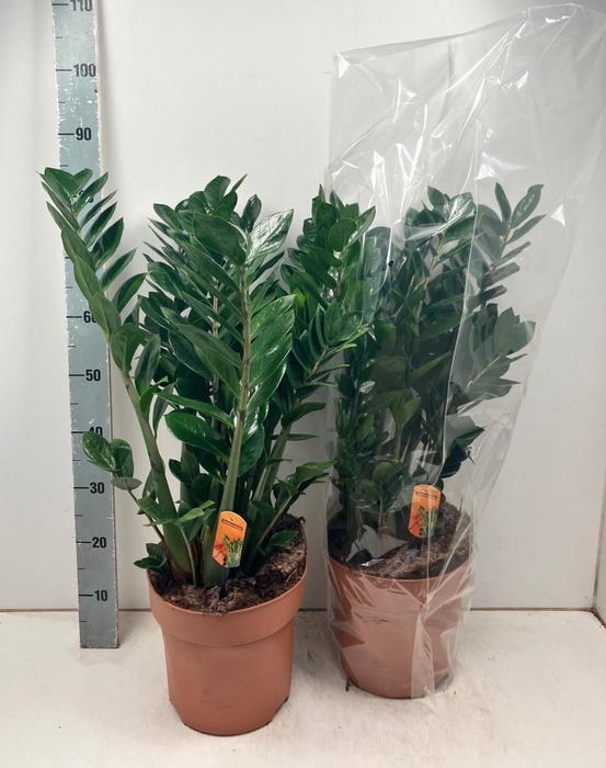 <h4>ZAMIO ZAMIIFOLIA</h4>