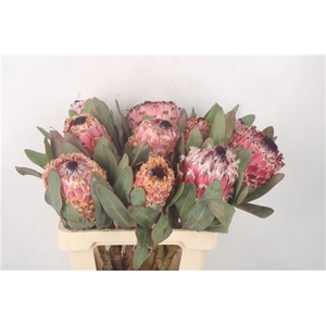 Protea Barbigera