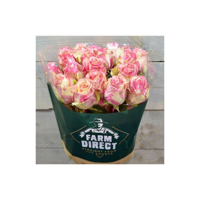 <h4>R Gr Fiesta</h4>