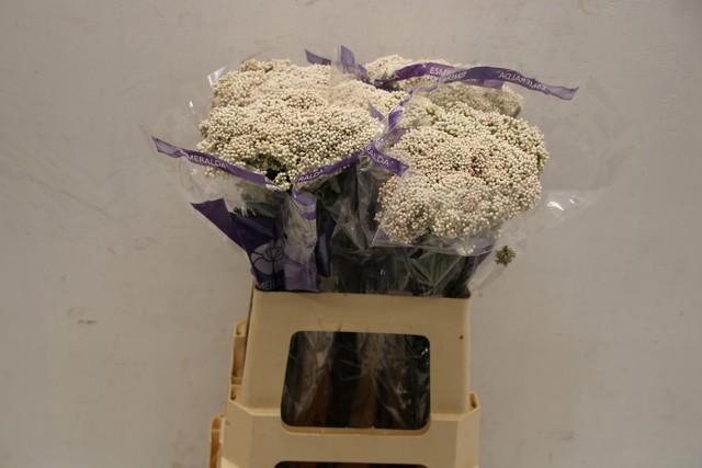 <h4>Ozothamnus cooks snow white</h4>