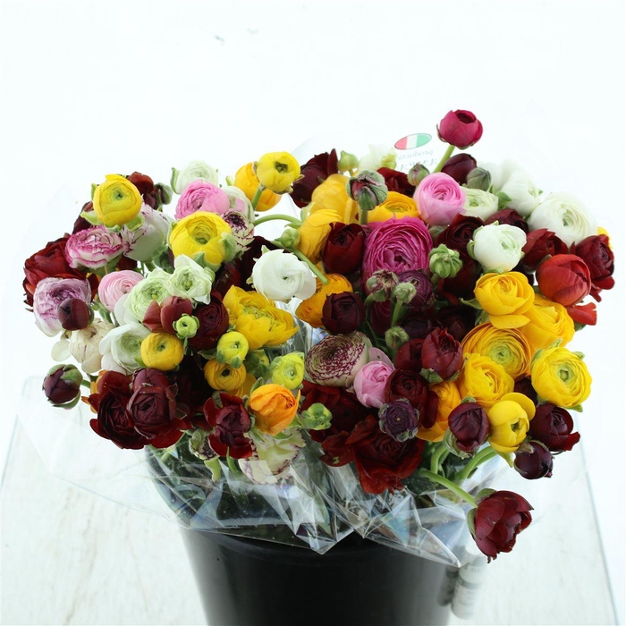 <h4>Ran El Mix In Bunch</h4>