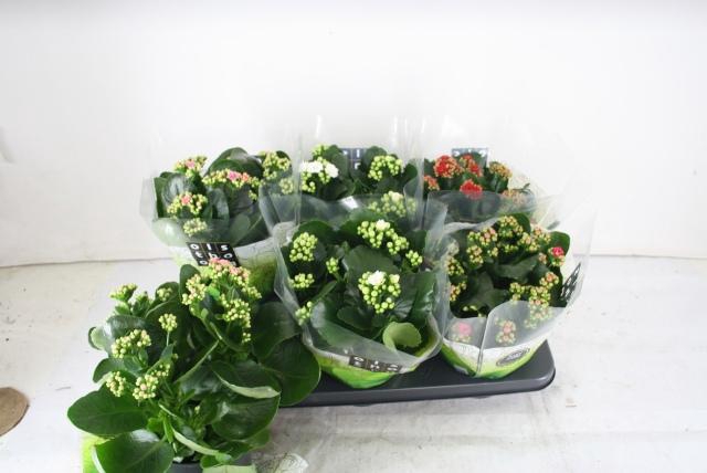 <h4>KAL GE GEM 5 KL</h4>