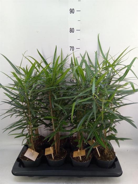 <h4>Brachychiton   ...</h4>