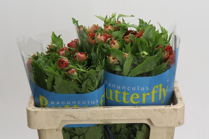 <h4>Ranunculus Butterfly Musa</h4>