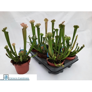 SARRACENIA OV