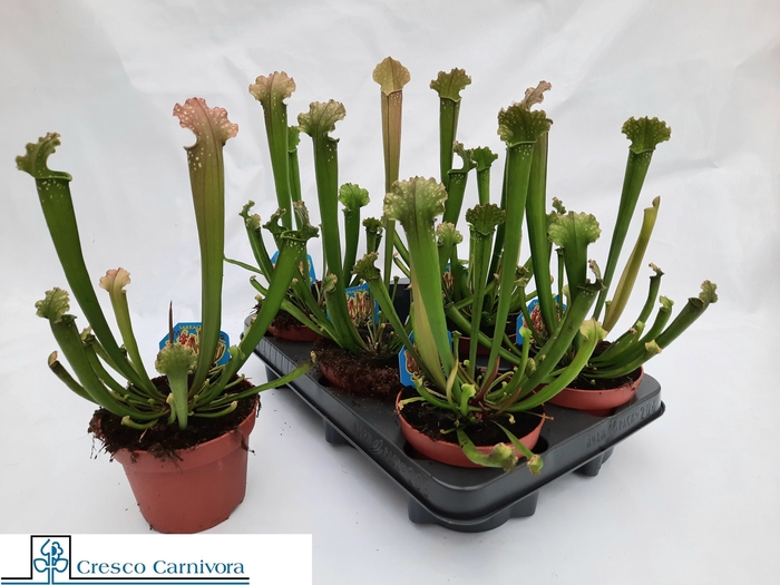 SARRACENIA OV