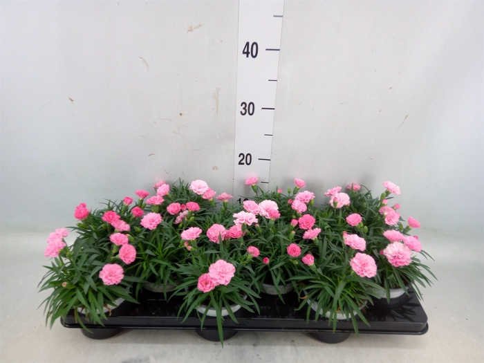 <h4>Dianthus  'I Love U'</h4>