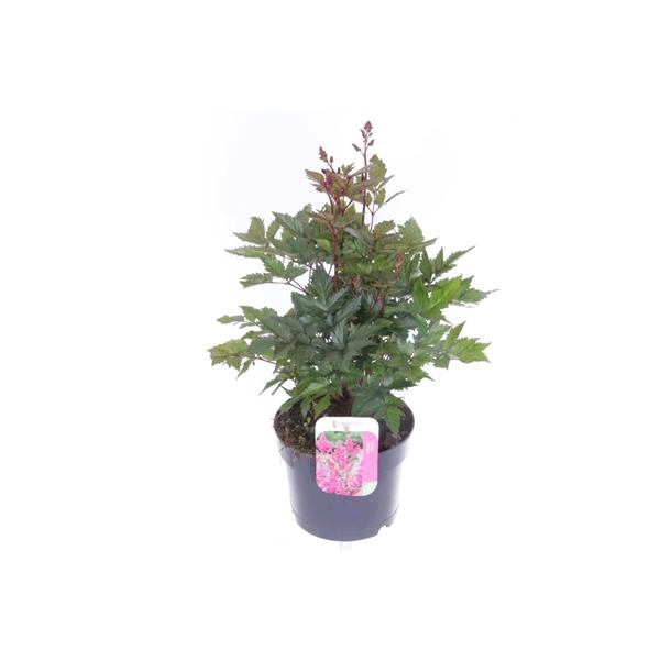 <h4>Astilbe Japonica Grp 'Mainz'</h4>