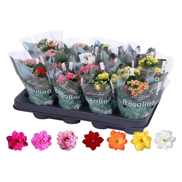 <h4>Kalanchoe Rosalina 07cm mix</h4>