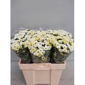 CHR SAN ROSSI WHITE