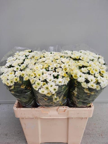 <h4>CHR SAN ROSSI WHITE</h4>