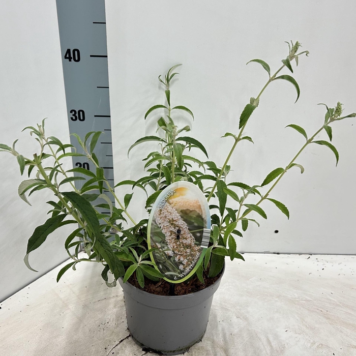 <h4>Buddleja White Profusion</h4>