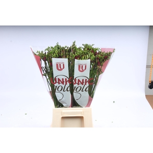 UG MC Hofland - Merci 5x20