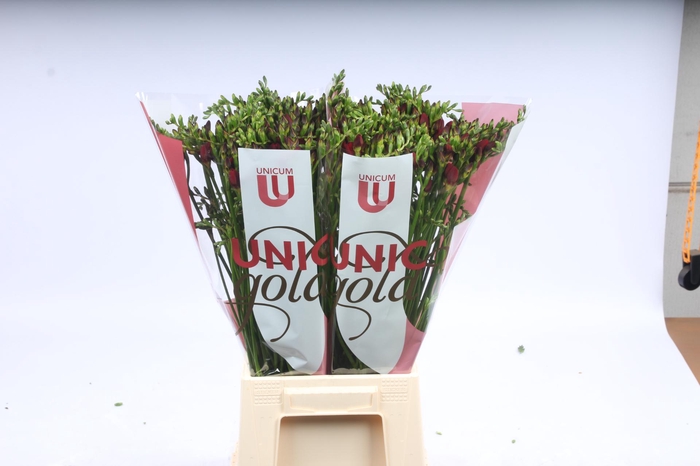 <h4>UG MC Hofland - Merci 5x20</h4>