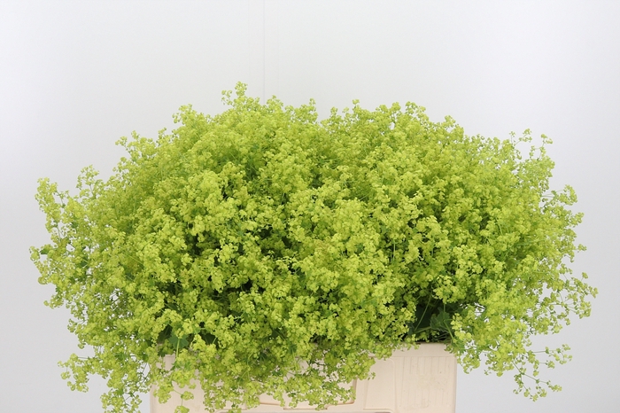 <h4>Alchimella Robusta</h4>