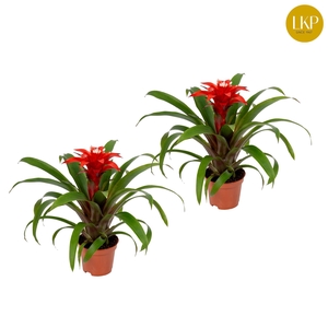 Guzmania Confetti Rood (Zonder Hoes)