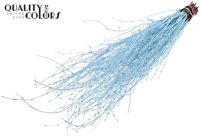 Birch 70cm 10stems per bunch Light Blue