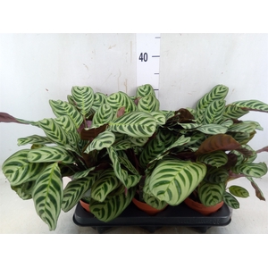 Ctenanthe burle-marxii