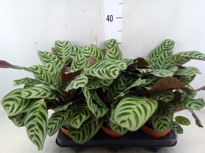 <h4>Ctenanthe burle-marxii</h4>