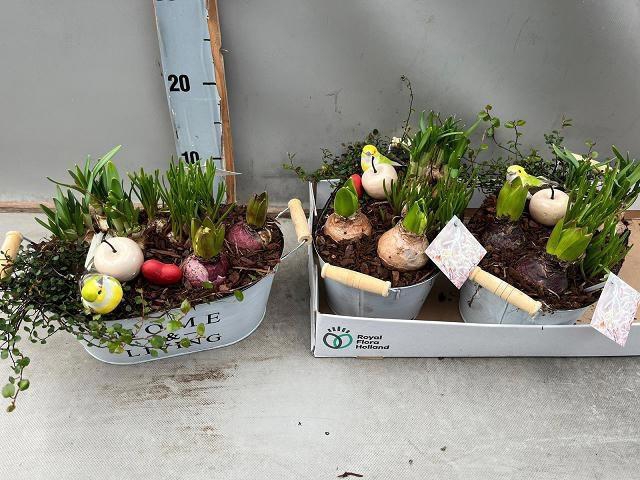 <h4>ARR BOL KNOLGEWAS</h4>