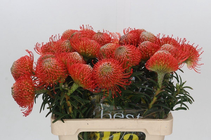 <h4>Nutans Succession</h4>