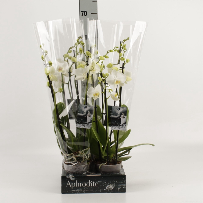 <h4>Phalaenopsis   ...white</h4>