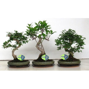 Bonsai mix, indoor, 24cm., shape, with drip tray
