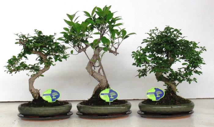 <h4>Bonsai mix, indoor, 24cm., shape, with drip tray</h4>