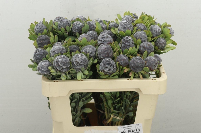 <h4>Kaaps Groen Pubescens</h4>