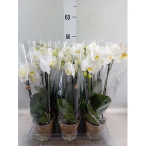 Phalaenopsis   ...white