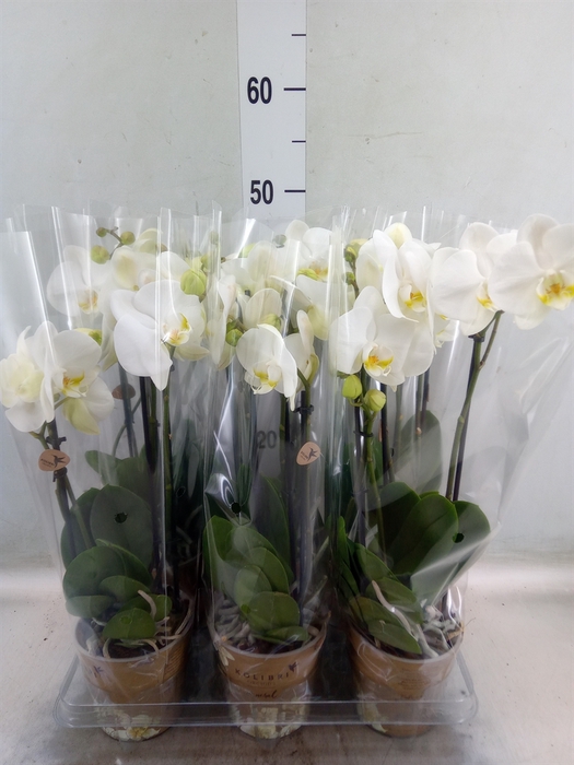 <h4>Phalaenopsis   ...white</h4>