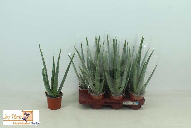 <h4>ALOE VERA</h4>