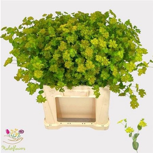 Bupleurum Rotundifol