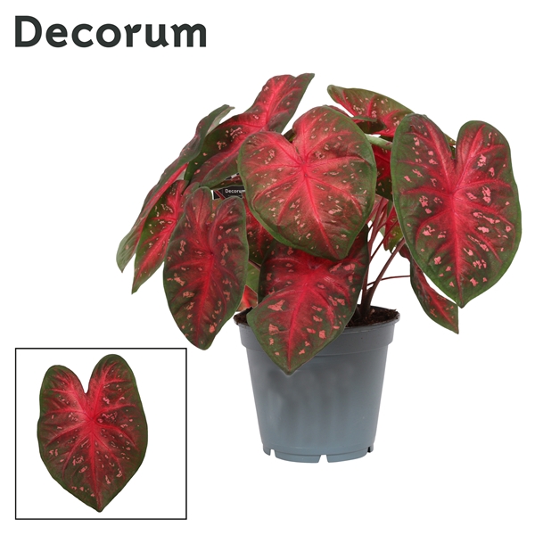 <h4>Caladium Fast Flash (Decorum)</h4>