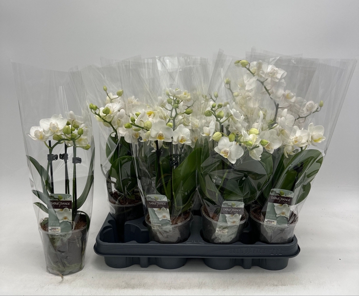 <h4>PHAL OV WIT</h4>
