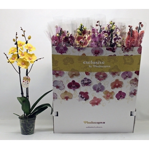 PHAL GEM 10 KL