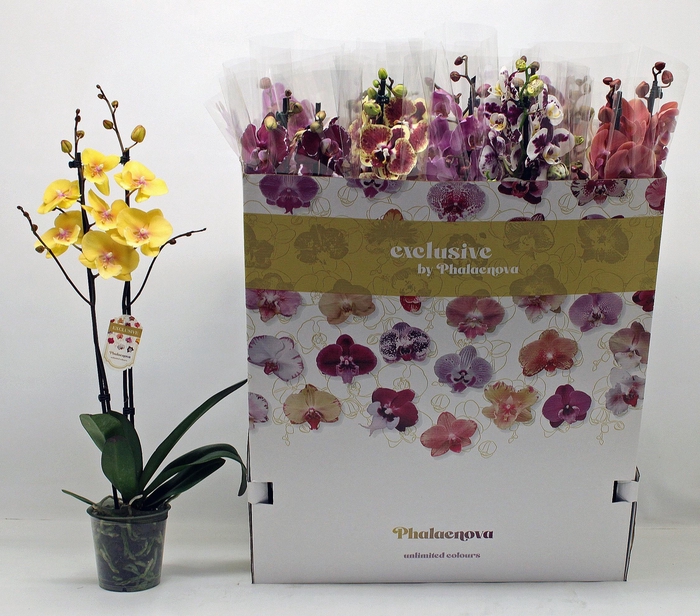 <h4>PHAL GEM 10 KL</h4>