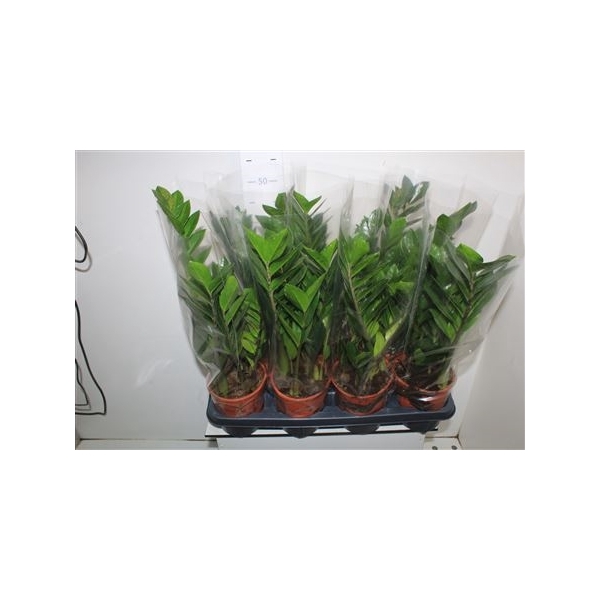 <h4>Zamio Zamiifolia 4+</h4>