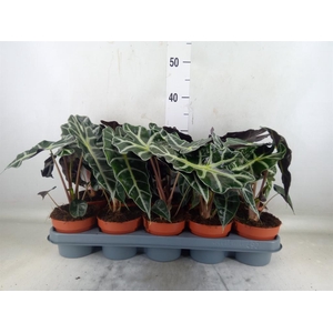 Alocasia amazonica 'Polly'