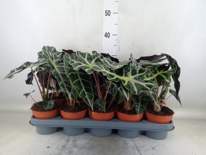 <h4>Alocasia amazonica 'Polly'</h4>