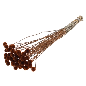 Craspedia Dried Brown