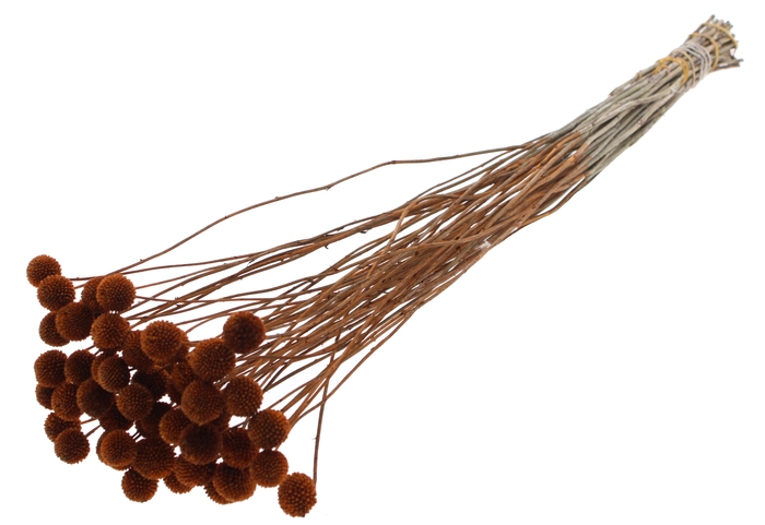 <h4>Craspedia Dried Brown</h4>