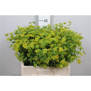 Bupleurum Rotundifol