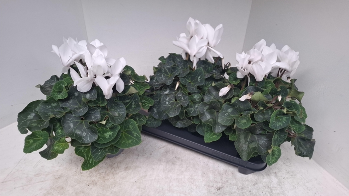 <h4>CYCL GR SUP XL</h4>