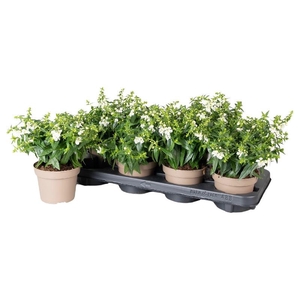 Angelonia Serena wit