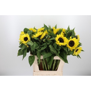 Helianthus An 'sunrich L