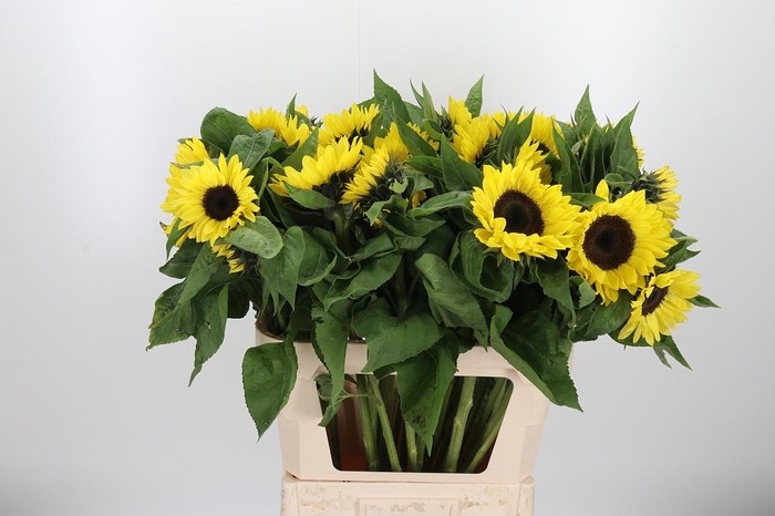 <h4>Helianthus An 'sunrich L</h4>