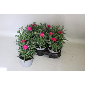 Dianthus Amy